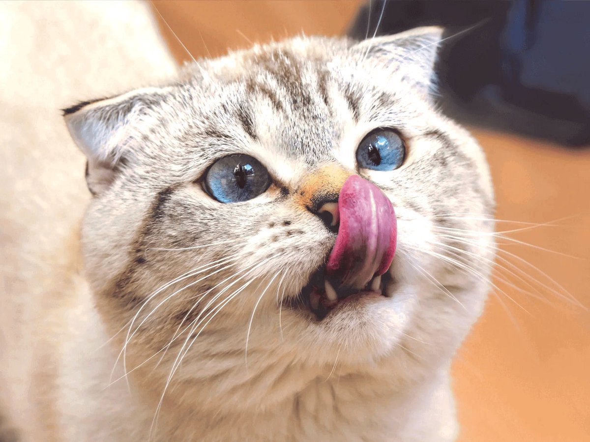 monkey_dancing's tweet photo. I got a really delicious dinner, which I quickly devoured. Then I asked for a little more. And a little more. 
I must say that the introduction of the internationally recognized cat unit of measurement known as “a little more” is meeting with serious resistance in our house.🐈‍⬛ https://t.co/ENy9qmp0J7