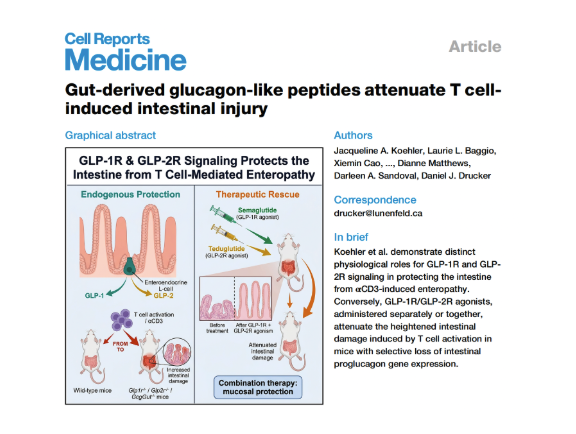 bryan_johnson's tweet photo. > T cells trigger severe gut lining damage

> GLP agonists directly protect against intestinal destruction

> I'm going to test this on myself https://t.co/H77WckZexa
