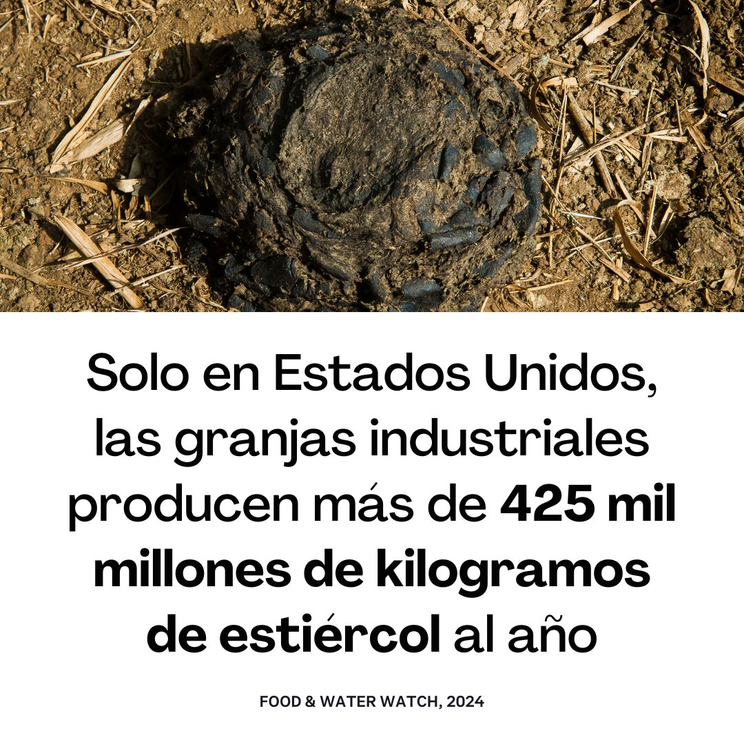 VeganFTAEspanol's tweet photo. Si esa es la cantidad de 💩 que se genera en granjas en un año solo en Estados Unidos, ¿te imaginas cuánto se suma a nivel mundial? 🤔

✍️ Fuente: https://t.co/fVqZqqB0Lq 

#ganaderia #granjas #estadosunidosdeamerica #animaleslibres #factoryfarming https://t.co/iimHY4VtD4