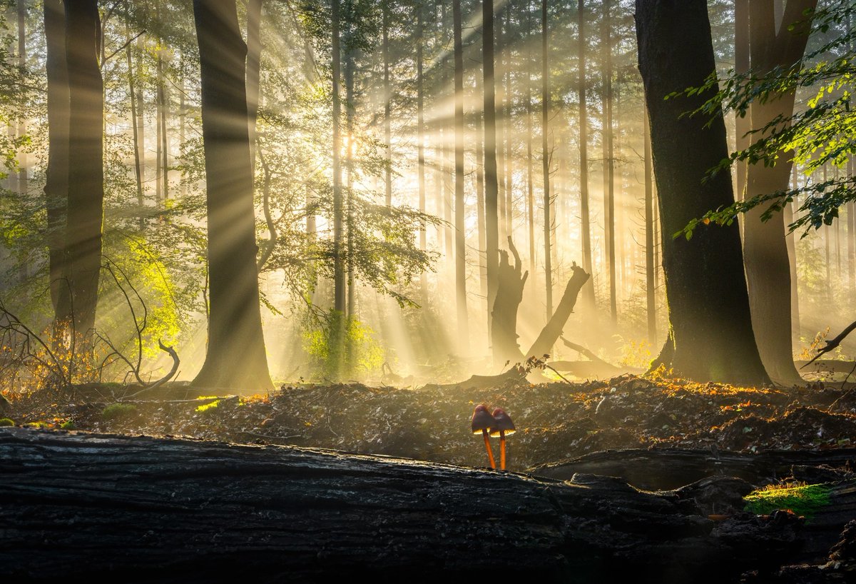 albertdrosphoto's tweet photo. Wide angle mushroom photos from this year. https://t.co/3Zs4yVQVmO
