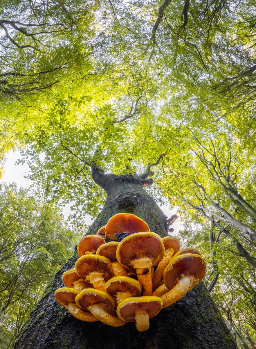 albertdrosphoto's tweet photo. Wide angle mushroom photos from this year. https://t.co/3Zs4yVQVmO
