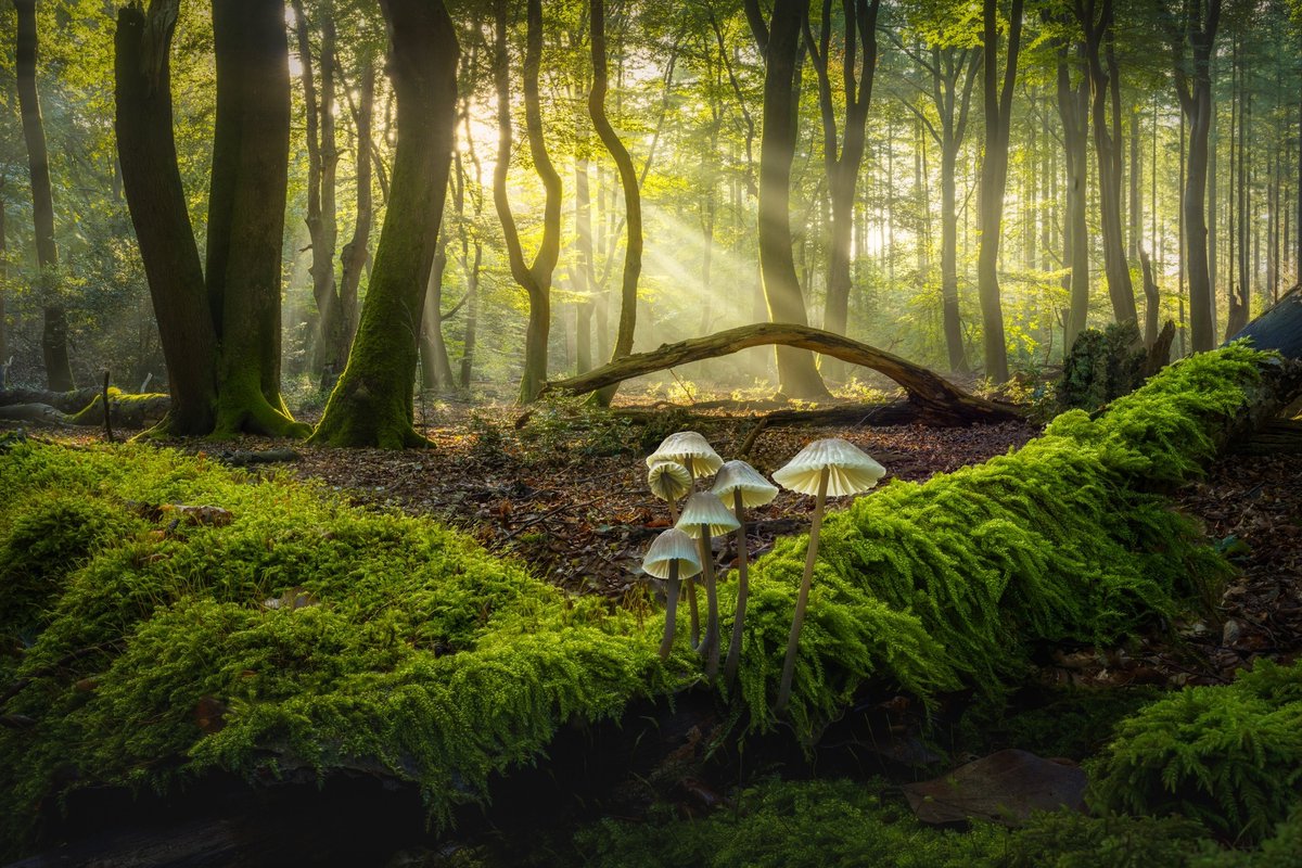 albertdrosphoto's tweet photo. Wide angle mushroom photos from this year. https://t.co/3Zs4yVQVmO