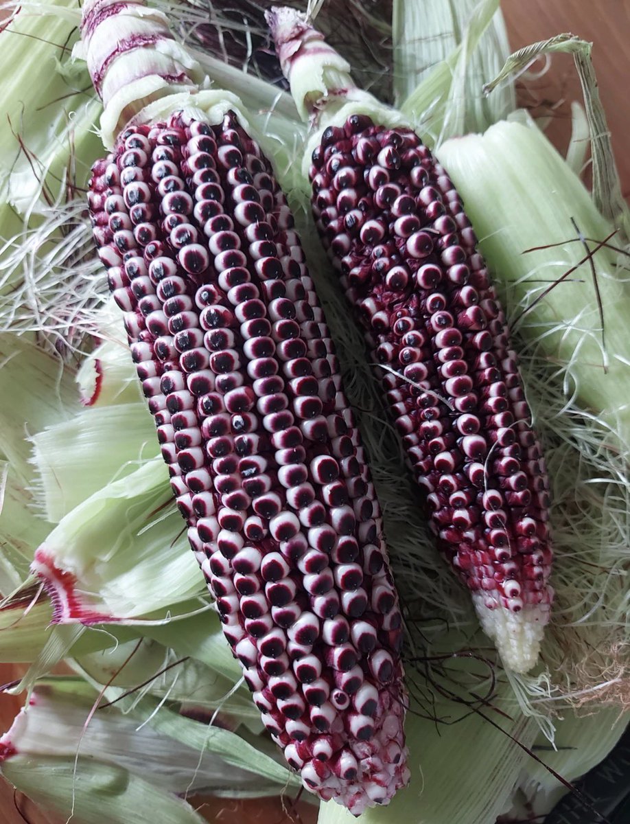 fwkingsman's tweet photo. I’ve been craving boiled corn lately, so I went to the market to buy some. I got home excited, thinking I was finally going to satisfy my cravings, only to peel the corn and find THIS! 😭😂

Has a new type of corn been invented without my knowledge, or what exactly am I looking at?