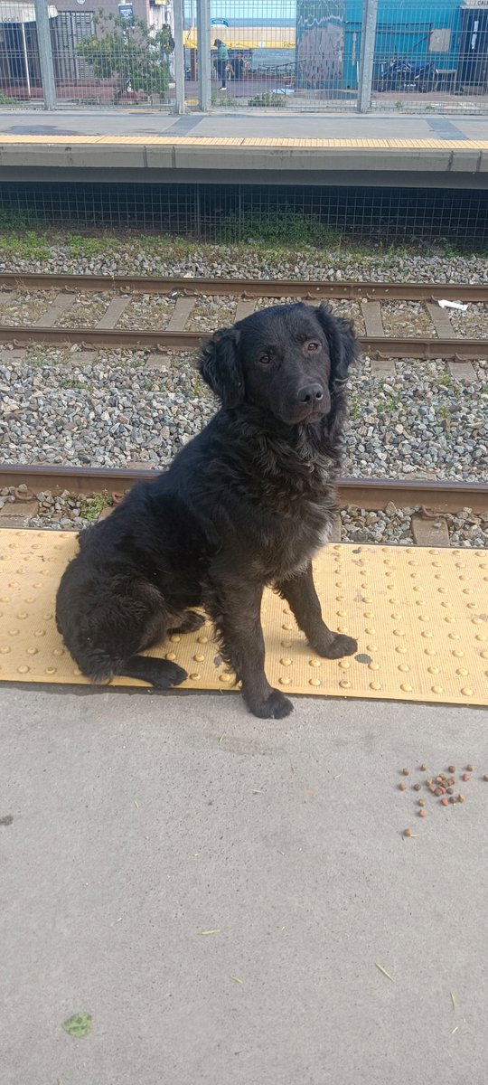 Enrique200094's tweet photo. Este perrito deambula hace días en #CaletaPortales, #Valparaíso
 Si alguien lo perdió y lo reconoce, me contacta https://t.co/sXhFi11XN0