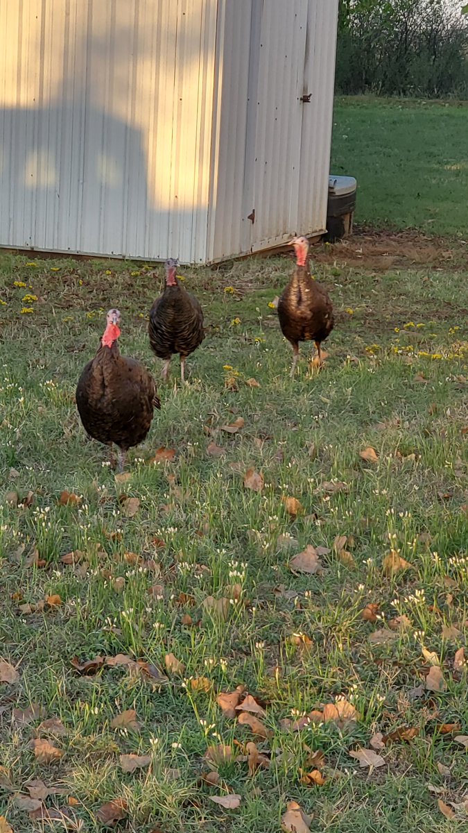 RiderofWolves's tweet photo. We had a few wild visitors this morning. I've lived here for 26 years and never had wild turkeys in my yard https://t.co/MMcKi2Ttxw