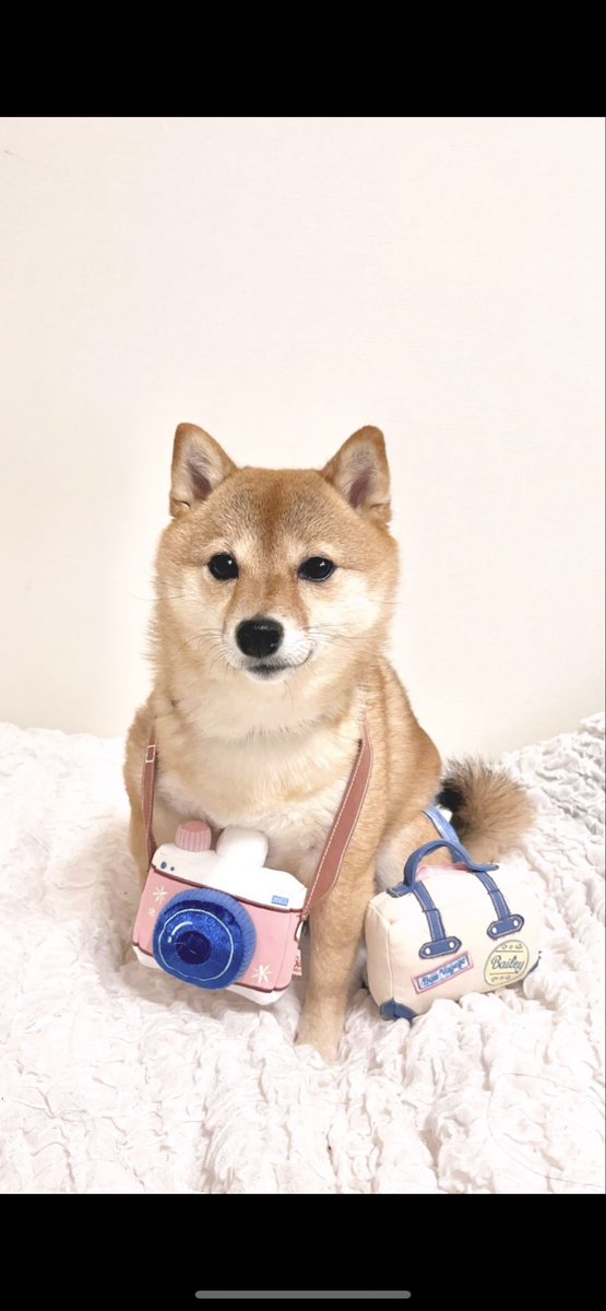 AugustHazuki's tweet photo. すっかり柴犬になった現在はこちら https://t.co/54kwnzLPR4