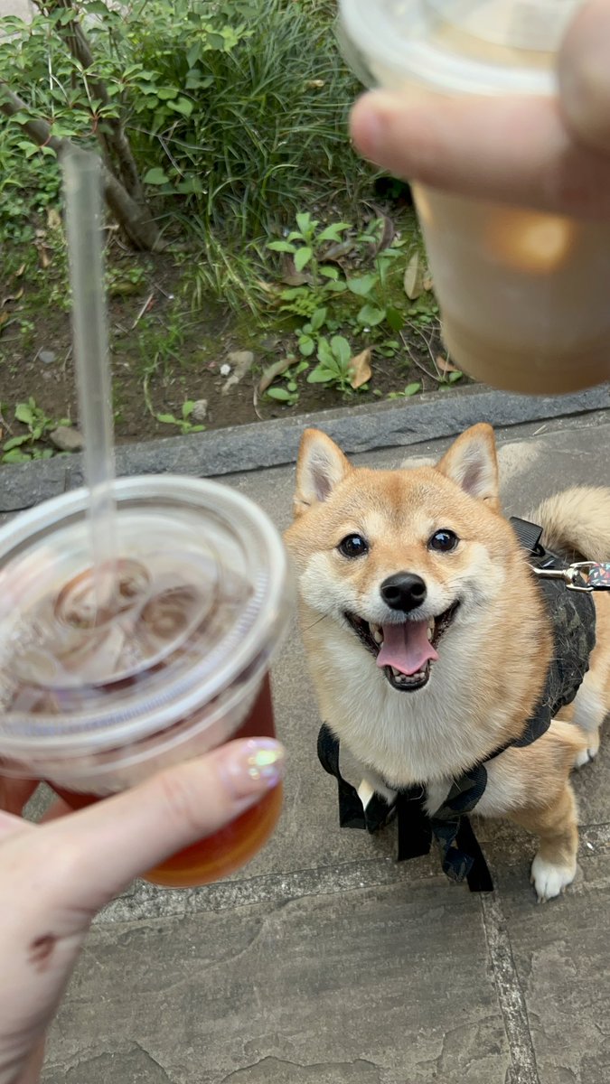 AugustHazuki's tweet photo. すっかり柴犬になった現在はこちら https://t.co/54kwnzLPR4