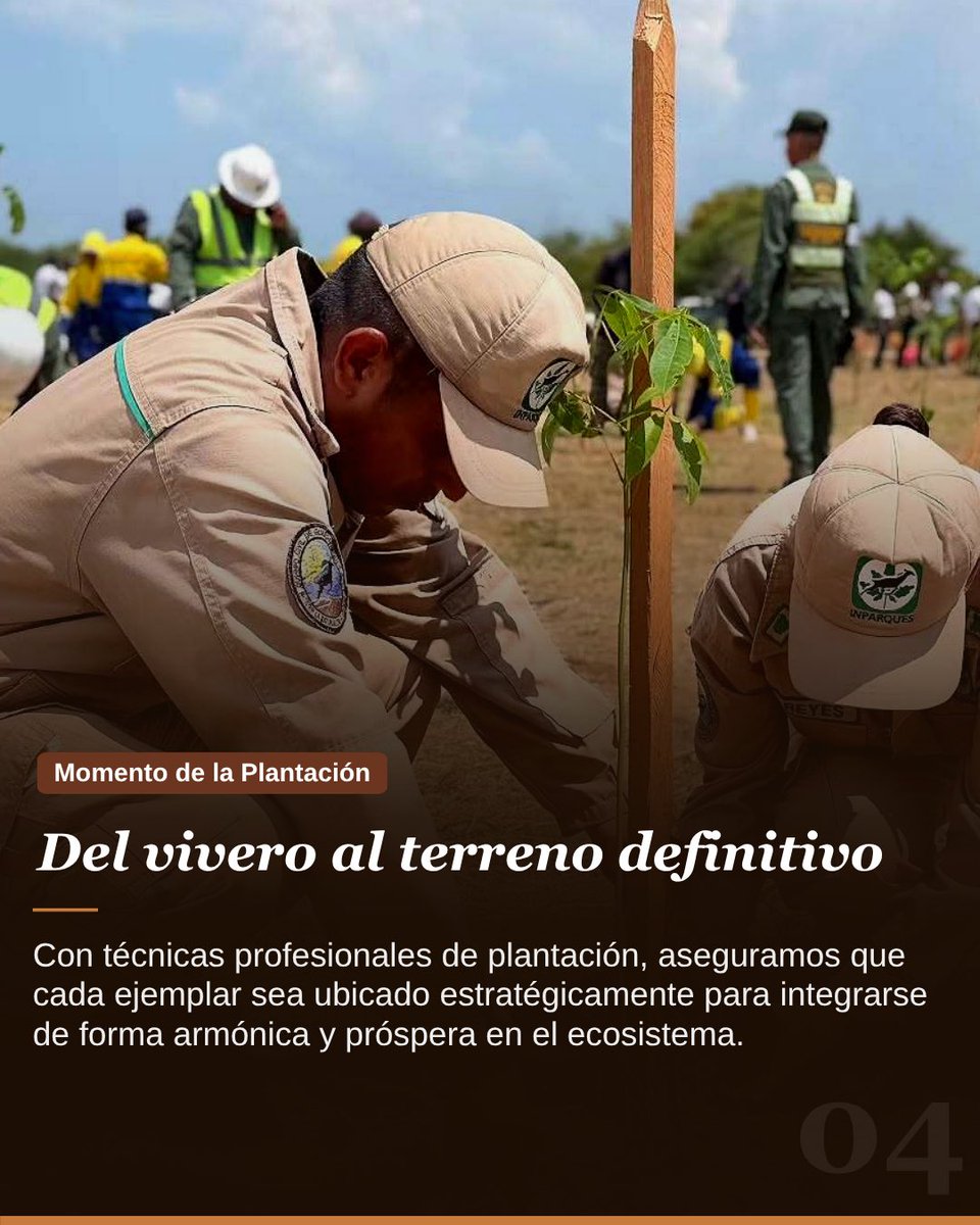 Enforestal_vzla's tweet photo. 🌱 Un bosque fuerte no nace por accidente; se construye paso a paso con ciencia, paciencia y propósito. 

Detrás de cada área verde que vemos florecer hay un trabajo minucioso que casi nunca se muestra👇🏻 https://t.co/aRBPKSFsEi
