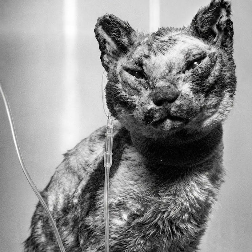 RincnCuriosoo's tweet photo. Una gatita llamada Scarlett entró cinco veces en un edificio en llamas para salvar a todas sus crías. https://t.co/k6nKTzBKjp