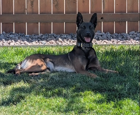 CSPDPIO's tweet photo. Colorado Springs Police Department K9 Tre to Get Donation of Body Armor

Colorado Springs Police Department, CO - K9 Tre will receive a bullet and stab proof vest thanks to a charitable donation from non-profit organization Vested Interest in K9s, Inc. K9 Tre’s vest was sponsored by Vested Interest in K9s, Inc. and will be embroidered with the sentiment “In honor of K9 Roam”.  Delivery is expected within ten weeks.

Vested Interest in K9s, Inc., established in 2009, is a 501(c)(3) charity whose mission is to provide bullet and stab protective vests and other assistance to dogs of law enforcement and related agencies throughout the United States. This potentially lifesaving body armor for four-legged K9 officers is U.S. made, custom fitted, and National Institute of Justice (NIJ) certified.  Since its inception, Vested Interest in K9s, Inc. has provided over 6,677 vests valued at $6.9 million to K9s in all 50 states, made possible by both private and corporate donations.  

The program is open to U.S. dogs at least 20 months old, actively employed, and certified with law enforcement or related agencies. K9s with expired vests are also eligible to participate. There are an estimated 30,000 law enforcement K9s throughout the United States. 

Vested Interest in K9s, Inc.  accepts tax-deductible contributions in any amount, while a single donation of $1,050 will sponsor one vest.  Each vest has a value of $1800.00, weighs an average of 4-5 lbs., and comes with a five-year warranty. For more information, or to learn about volunteer opportunities, please call (508) 824-6978.   Vested Interest in K9s, Inc. provides information, lists events, and accepts donations at https://t.co/EXg7ILOdlD, or you may mail your contribution to P.O. Box 9, East Taunton, MA 02718.  

Thank you, @VIK9s