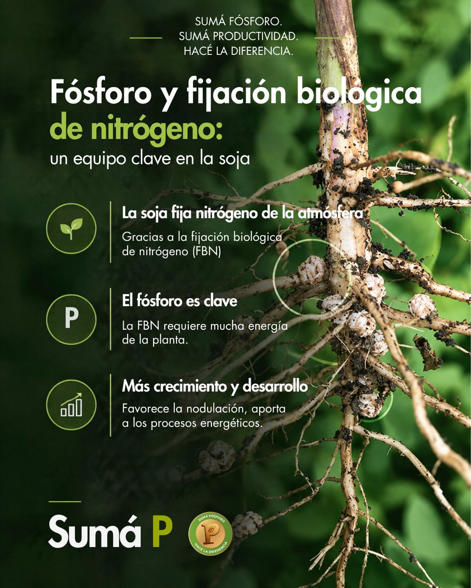 FertilizarAC's tweet photo. 🌱 Fósforo y fijación biológica de nitrógeno: un equipo clave en la soja
La soja tiene la capacidad de obtener una parte importante de su nitrógeno a través de la fijación biológica de nitrógeno (FBN), un proceso en el que las bacterias asociadas a las raíces transforman el nitrógeno atmosférico en formas que la planta puede utilizar.
🧪 Y acá el fósforo (P) juega un papel fundamental. La FBN requiere una importante inversión de energía por parte de la planta y, por eso, una adecuada nutrición fosfatada ayuda a sostener el funcionamiento de los nódulos y el proceso de fijación.
¿El resultado?
🌱 Favorece el crecimiento y desarrollo del cultivo.
🔬 Contribuye a una adecuada nodulación y al funcionamiento de la FBN.
⚡ Aporta a los procesos energéticos necesarios para transformar el nitrógeno fijado en compuestos esenciales, como aminoácidos y proteínas.
🌾 Ayuda a construir plantas vigorosas y con mayor potencial de producción de granos.
👉 Una soja bien nutrida aprovecha mejor el potencial de la fijación biológica de nitrógeno. Y el fósforo es parte fundamental de ese proceso.
Maximizá tus rindes en Soja, Sumá Fósforo, hacé la diferencia. 👉🏼 Aprendé más sobre el fósforo haciendo click: https://t.co/so3MEdZNAL 👈🏼
👉🏼 Conocé más en el link de la bio.
#SumáP #SumáFósforo #Girasol #Fósforo #NutriciónDeCultivos #Fertilización #Productividad #FertilidadDelSuelo #FertilizarAC