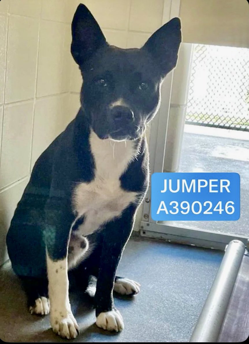 OlwynHope's tweet photo. JUMPER #A390246 only  2️⃣ yo not wanted by ANYONE owner dumped him &amp; #CorpusChristiTx will call him to their death room TBK💉’ SOON’ 4SPACE I hope we can find JUMPER a RESCUE in time. PLZ #PLEDGE #FOSTER #ADOPT his a sweet BOY friendly &amp; likes to play with other 🐕 in the fields https://t.co/RjfUOca7xc