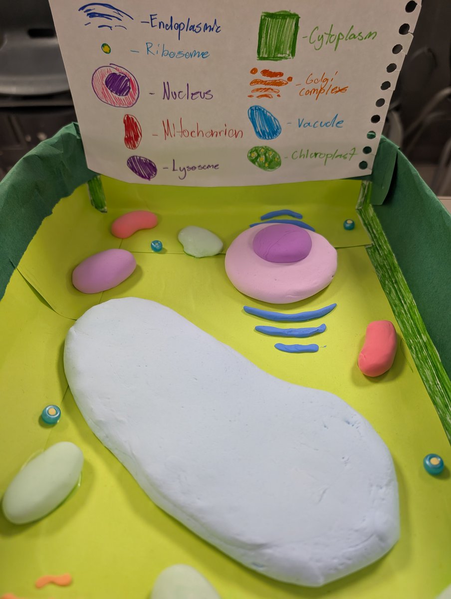 bmssteam's tweet photo. 7th grade Life Science brought science to life by creating their own cell dioramas! Students showed off their creativity while exploring the different parts of a cell and how they work together. #bmssteambulldogs #lifescience #HandsOnLearning https://t.co/sizRb4rX4x