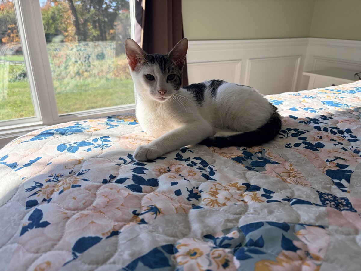ebennett74's tweet photo. I guess I will be quitting my job because apparently I can’t leave Mr. Darcy unsupervised. Came home from evening clinic last night to this 😳 https://t.co/E7wxB2pijj