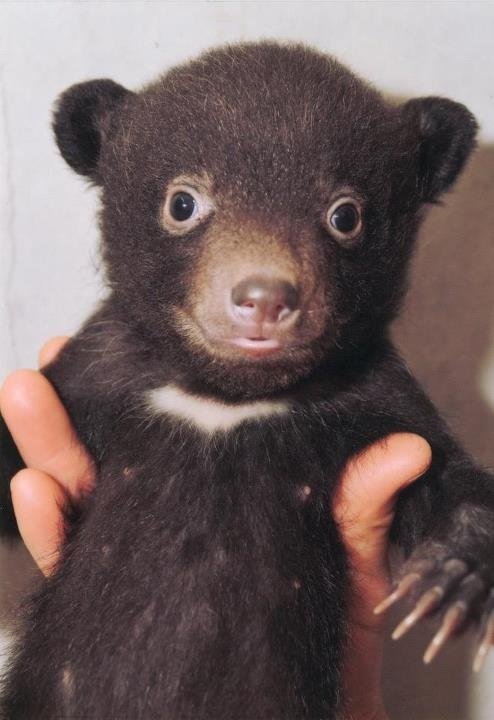 Bearlymedical's tweet photo. I love how baby bears all look like this https://t.co/4pI6LRKLlR