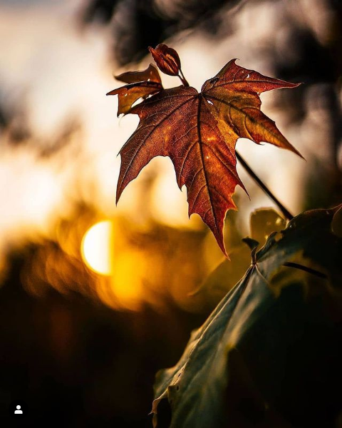MelsBracelets's tweet photo. Good Morning, Happy Wednesday #GoodMorningX #GoodMorningEveryone #GOODMORNING #Autumn #AutumnVibes #fallvibes #foliage #HappyWednesday #Blessing #thankyouLord #humpdayvibes #Midweek #wednesdaymotivation #wednesdaymorning #Wednesday https://t.co/TPtxFmJ9jo