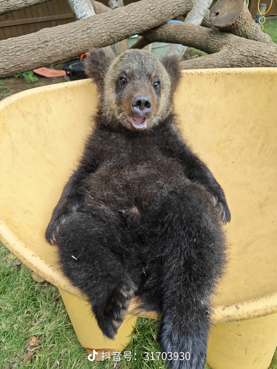 Bearlymedical's tweet photo. I love how baby bears all look like this https://t.co/4pI6LRKLlR