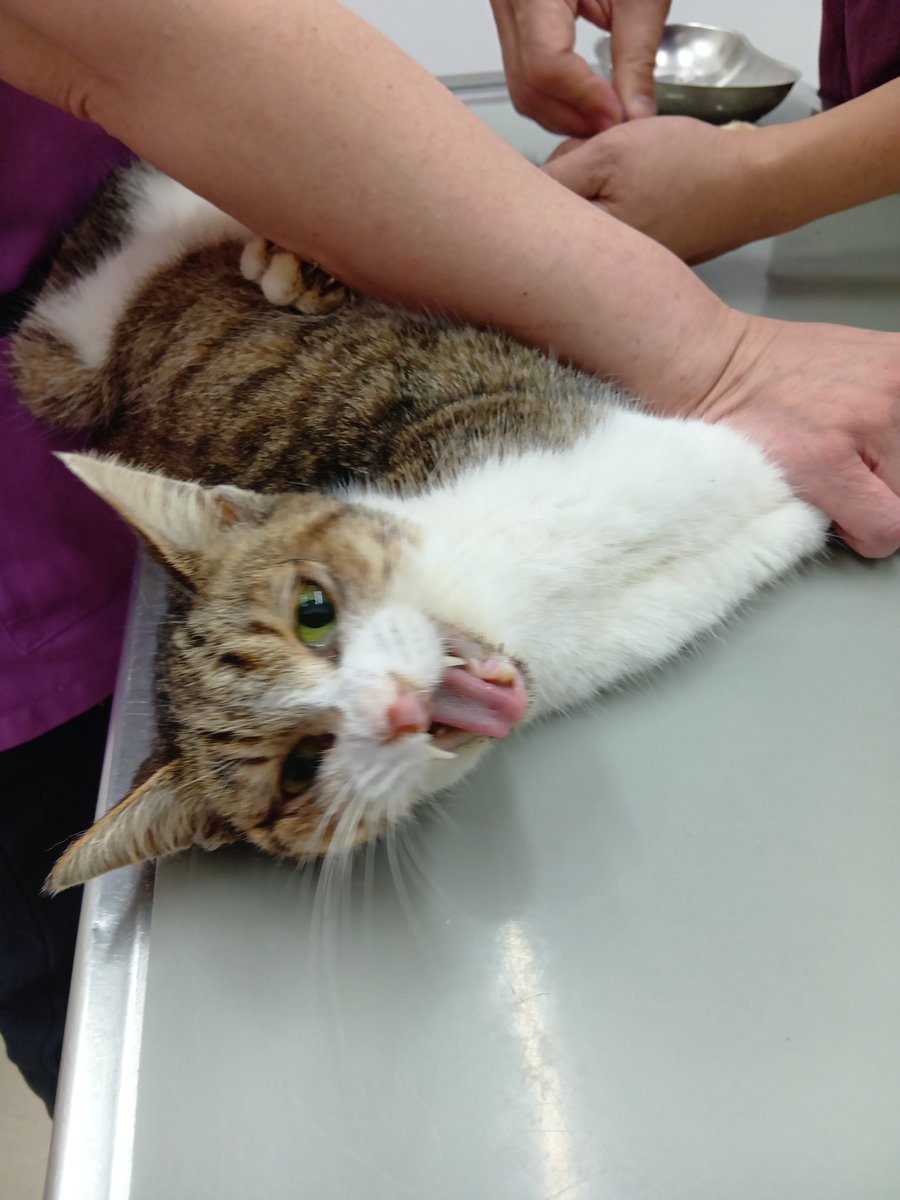 COKeS7nsxPGOroD's tweet photo. これから長い猫生を生きようとしてる子たち。また長い猫生を外で頑張ったけど力尽きた子たち…みんな生きる為に必死なんだ😿
そんな私も猫たちの為に必死に生きてます。これまで一度もクラファンせず多数の猫たちをこの手で救い上げてきましたが限界を超えてます

どうか、皆様のお力を貸してください https://t.co/GByS7WUyZi