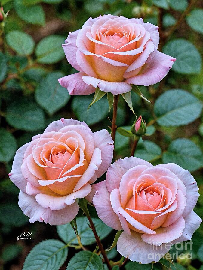 CACGraphics's tweet photo. Peachy Pink Roses in Bloom 🌸🌹
https://t.co/vxIbTau93D
#RoseWednesday #roses #flowers #prints #wallart #art #photography #homedecor https://t.co/kf9UKaM0gH