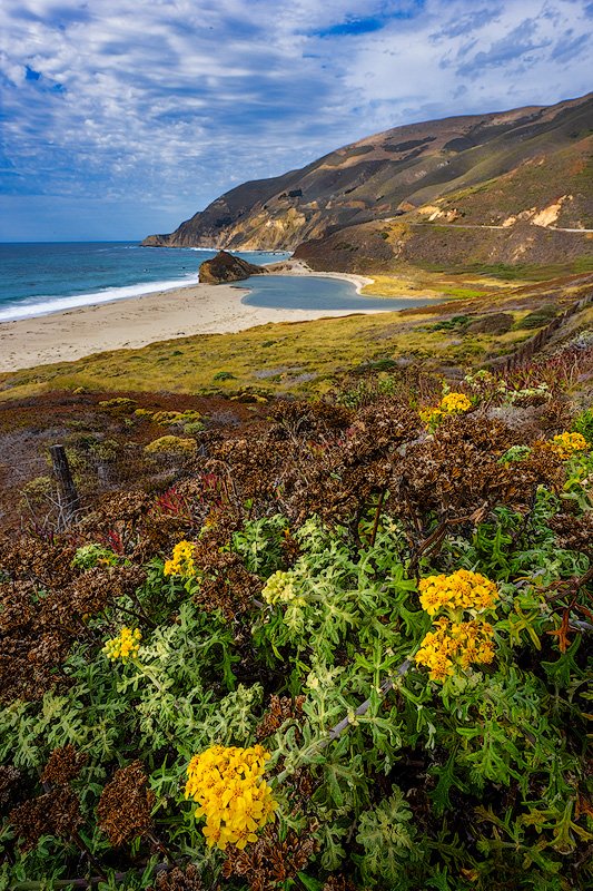 shrkshtr's tweet photo. I drove home down Highway 1 from Carmel to my home in Morro Bay yesterday. The leading edge of a storm front was pushing across the Pacific Ocean (it's raining now) and I found these wild Golden Yarrow on a hillside above the Little Sur River. I've always loved this location! https://t.co/2MMSXtiQzI