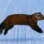 Photo by National Fish and Wildlife Foundation (@NFWFnews)