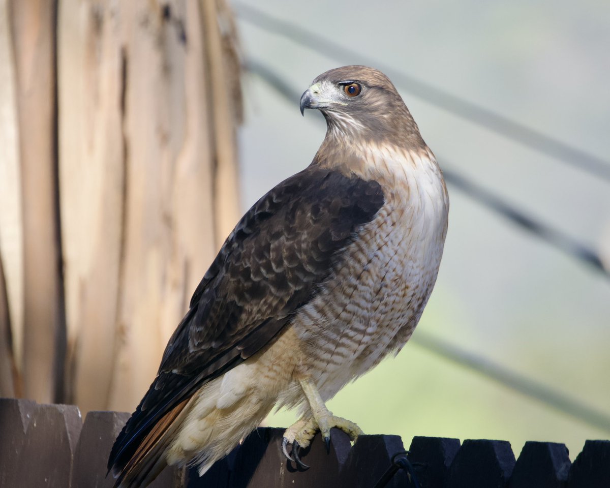 Napnyc1Napnyc's tweet photo. Red Tailed Hawks seem to be much lighter than in the east 
Yesterday in LA https://t.co/hbH9Ze2nyn