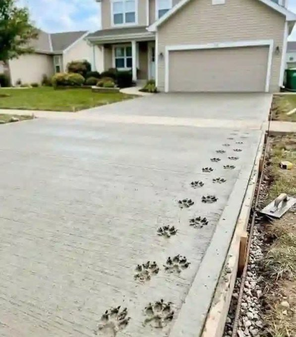 ColieEdison's tweet photo. If your dog did this, Would you leave this or fix it??? https://t.co/mKKIzRfbDm