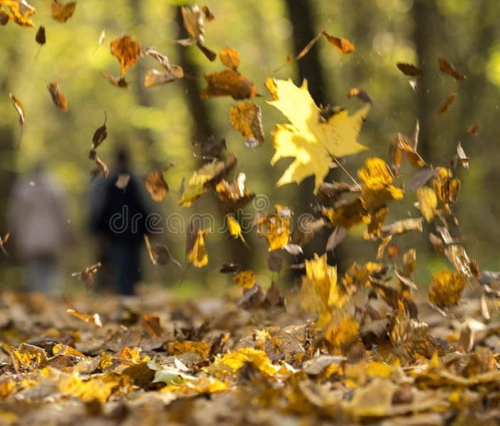 OhPioggi's tweet photo. D’autunno, persino la rovina profuma d’eternità https://t.co/MXKu3t9ND1