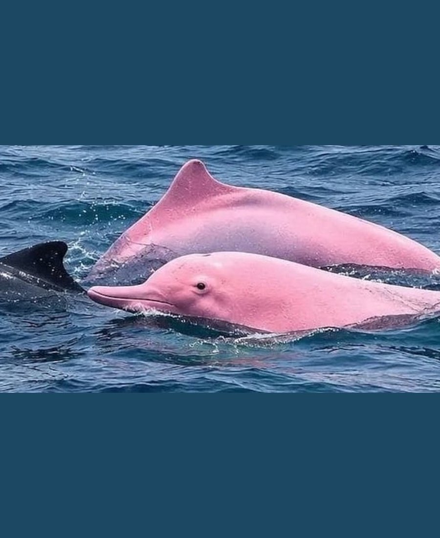 NaturellScience's tweet photo. A rare pink-looking dolphin was spotted off Oman’s coast! 🐬

The unusual sighting near Muscat attracted widespread attention. Videos showed it swimming alongside darker dolphins. Some dolphin species naturally develop pinkish skin. https://t.co/JfeSGHqT06