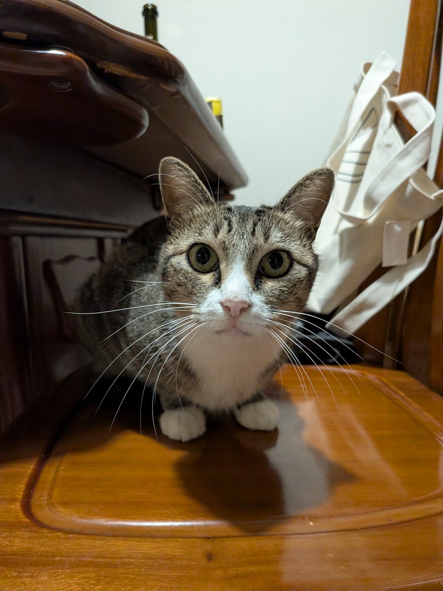 hiyasaka001's tweet photo. オナニーが終わったらこの猫を投稿してください https://t.co/z4lMlxZV8e
