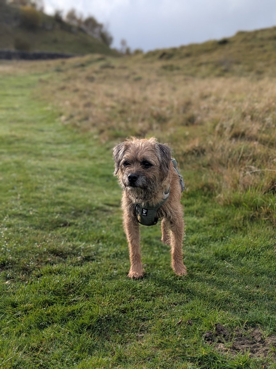 BurtDog135's tweet photo. I has been exploring above Grassington before getting the bus home. #btposse https://t.co/p0jesCADCr