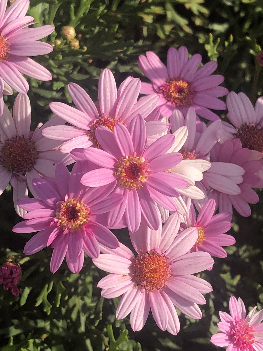 Anthony78644696's tweet photo. “A moment of happiness ….
  We feel the flowing water of life
                      here,
         you and I, with the garden’s
                      beauty
          and the birds singing.”

- Jalaluddin Rumi.
#MomentOfHappiness https://t.co/xLNcuYoxGi