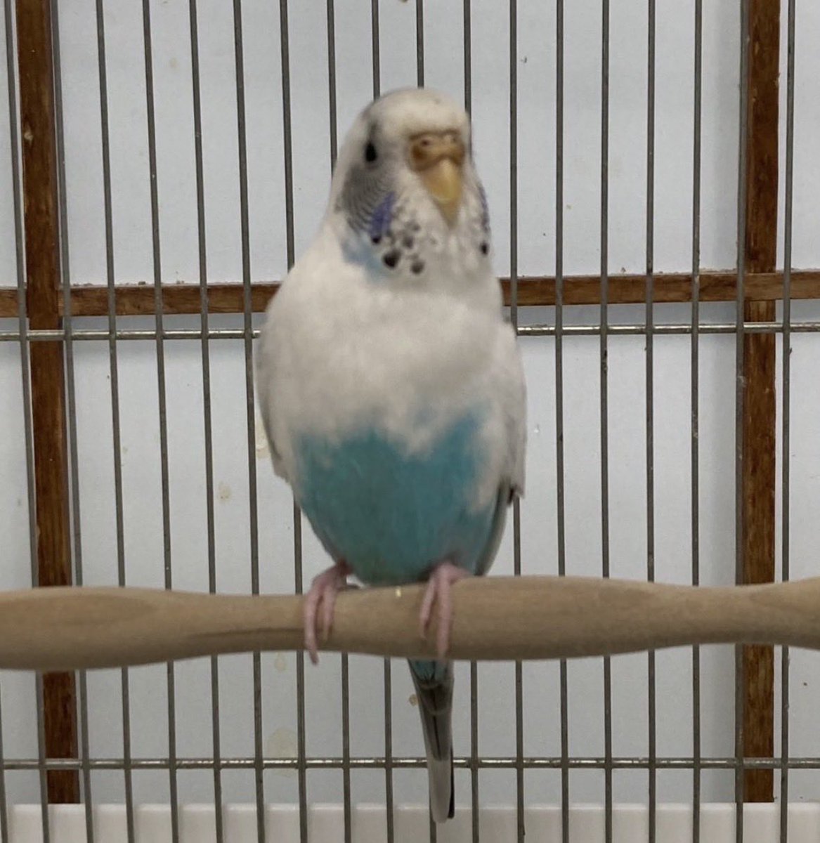 Tadanodoubqi43's tweet photo. 【迷子のセキセイインコを探しています】
3月20日自分の不注意でセキセイインコのジュラを迷子にさせてしまいました。

今月似た子が保護されました。
同じジュラか別の子か皆さんの意見も聞きたいので見比べて欲しいです。

左２枚がジュラ　右2枚が保護インコ

同個体だと思いますか？

#セキセイ#鳥 https://t.co/HtxbQ7Hegz