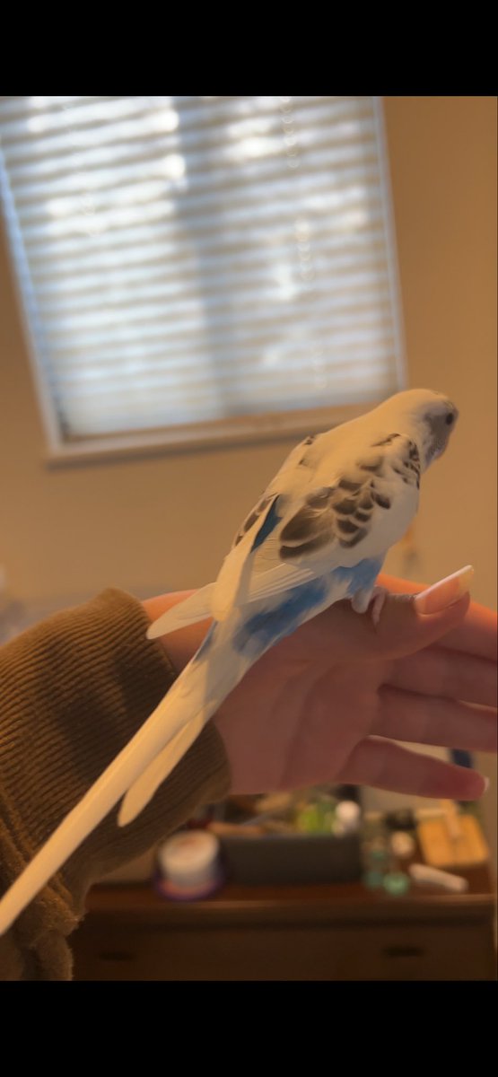 Tadanodoubqi43's tweet photo. 【迷子のセキセイインコを探しています】
3月20日自分の不注意でセキセイインコのジュラを迷子にさせてしまいました。

今月似た子が保護されました。
同じジュラか別の子か皆さんの意見も聞きたいので見比べて欲しいです。

左２枚がジュラ　右2枚が保護インコ

同個体だと思いますか？

#セキセイ#鳥 https://t.co/HtxbQ7Hegz