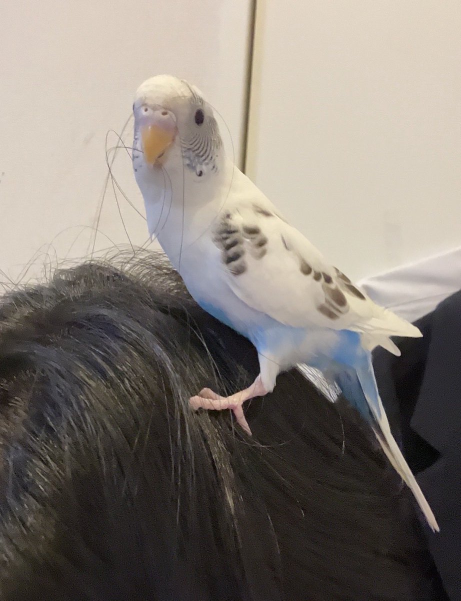 Tadanodoubqi43's tweet photo. 【迷子のセキセイインコを探しています】
3月20日自分の不注意でセキセイインコのジュラを迷子にさせてしまいました。

今月似た子が保護されました。
同じジュラか別の子か皆さんの意見も聞きたいので見比べて欲しいです。

左２枚がジュラ　右2枚が保護インコ

同個体だと思いますか？

#セキセイ#鳥 https://t.co/HtxbQ7Hegz