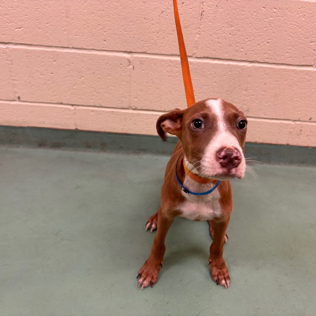 SaveMASDog's tweet photo. Roy (MAS-A-60559) is a brown and white puppy boy, about 5 months old, and he's out of time at MAS. Adopt/foster by end of day TODAY (Wed), rescues by 9 AM Thu. MAS@memphistn.gov (901) 636-1416 #MemphisDogs #AdoptMAS #RescueDogs https://t.co/Scgw2eGQn3