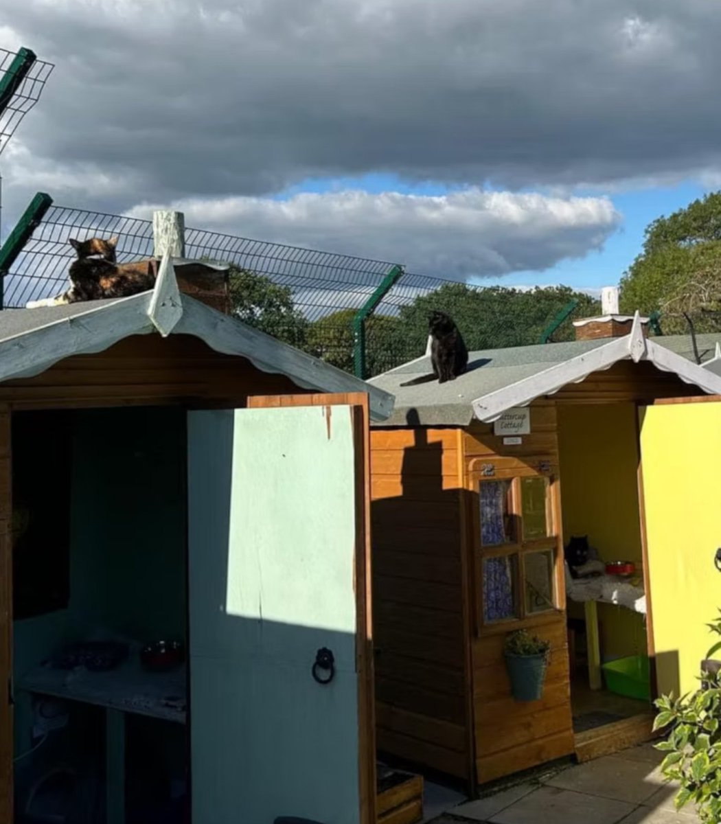 pubity's tweet photo. A village in England created a cat retirement community to prevent elderly cats from getting euthanized.

The Shropshire Cat Rescue wanted senior cats to be able to live a good life even if they were "too old" to get adopted. https://t.co/SEWK1wGyJH