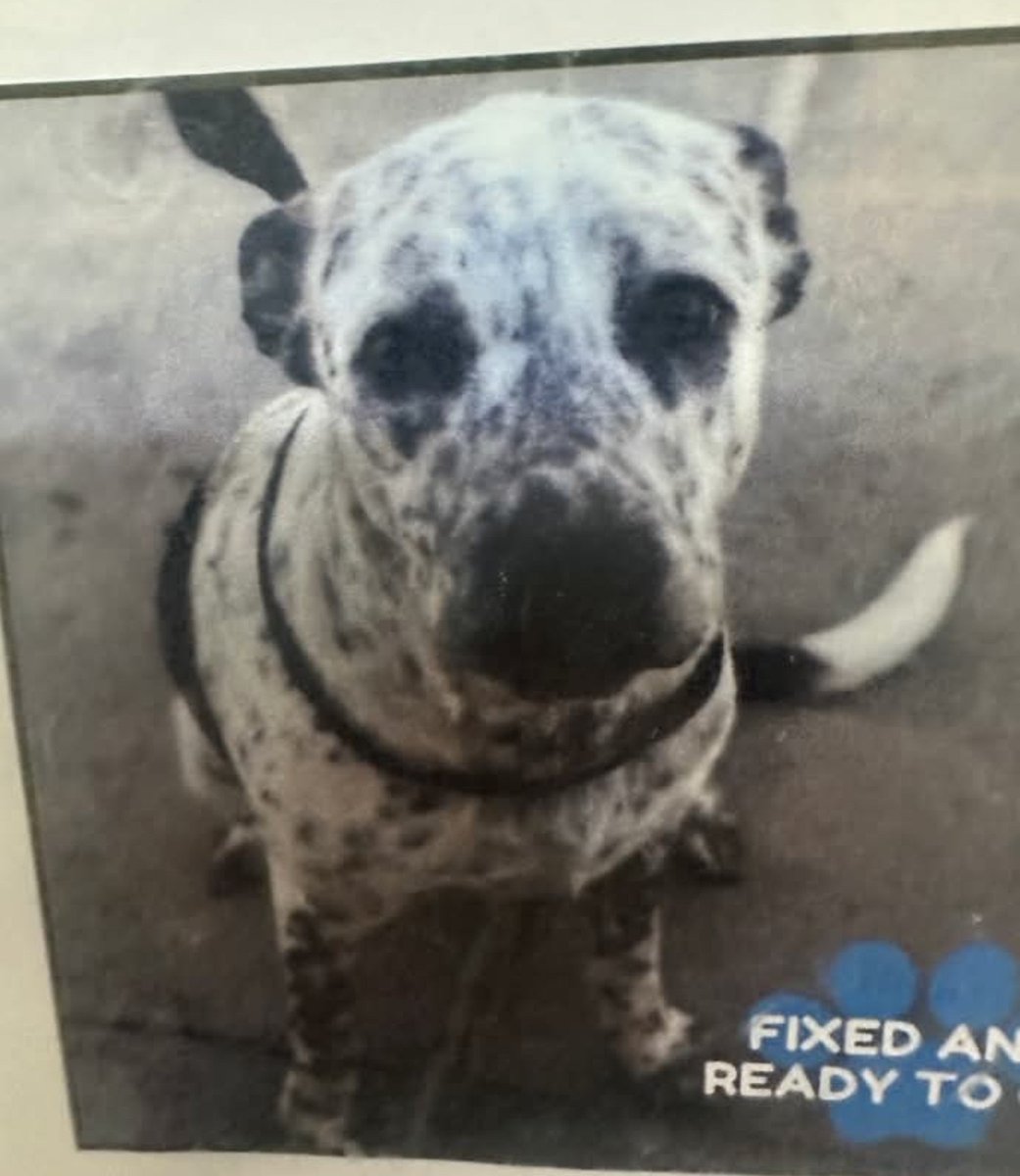 pups_in_need tweet picture