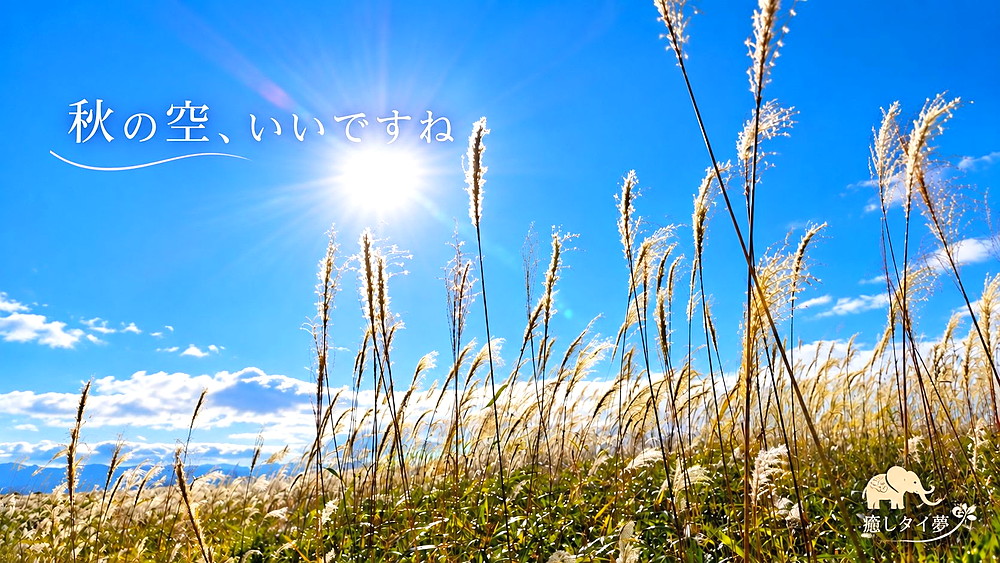 184time's tweet photo. 10/22 (木)
おはようございます☀

ここ数日、雨模様の札幌ですが
心は晴れやかに😊

晴れた日に撮った青空と
風に揺れるススキを。

秋の空って、やっぱりいいですね。

本日もよろしくお願いします😌 https://t.co/SyOzvTx98K