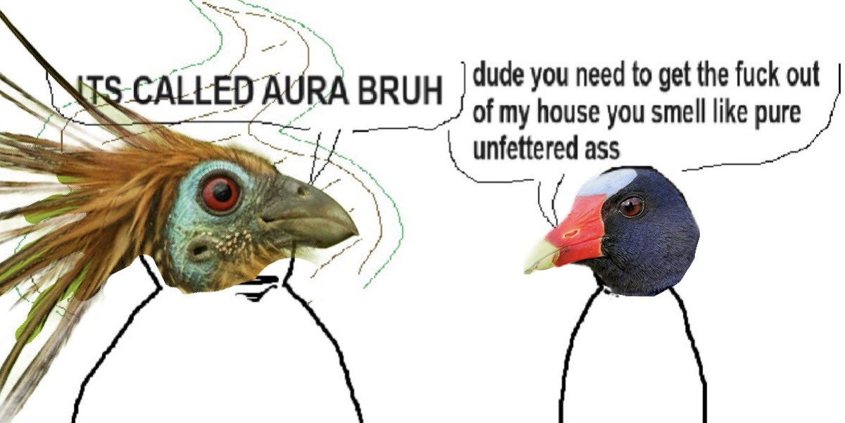 Visceral9000's tweet photo. Apparently hoatzin birds smell really bad https://t.co/i5q3SWi0zP