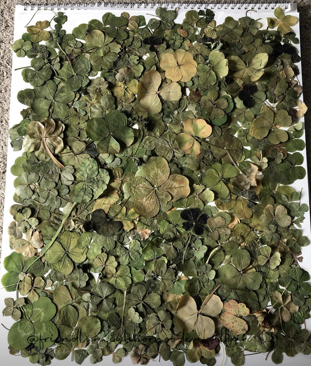 genyazafin's tweet photo. a collection of over 500 four leaf clovers https://t.co/JkMANq5xYy