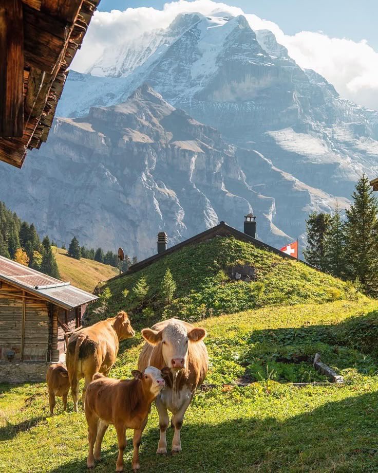 reminiscinbby's tweet photo. swiss countryside https://t.co/WtJ9Y3Q5Xn