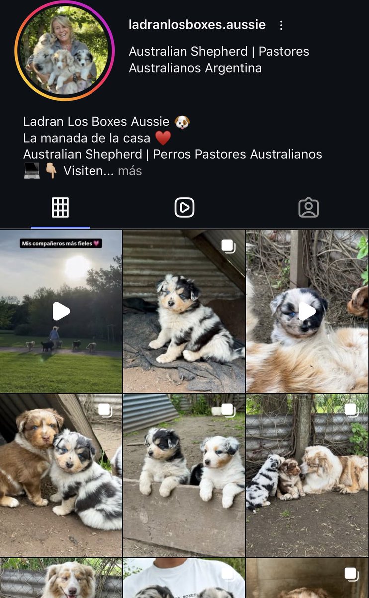 doruigar's tweet photo. esta vieja alérgica a la pala vende perros por instagram con un CATÁLOGO para elegir como si fueran velas aromáticas https://t.co/WzWtzlIwkN