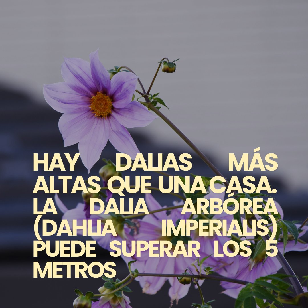 ProChapultepec's tweet photo. La dalia es nuestra flor nacional desde 1963. Y como muchas otras cosas mexicanas ha conquistado a todo el mundo. Nuestros ancestros la usaban como remedio para la tos y como diurético. En el jardín botánico tenemos varias, y muchas de ellas siempre tienen polarizadores. https://t.co/TXGEZ3C51p