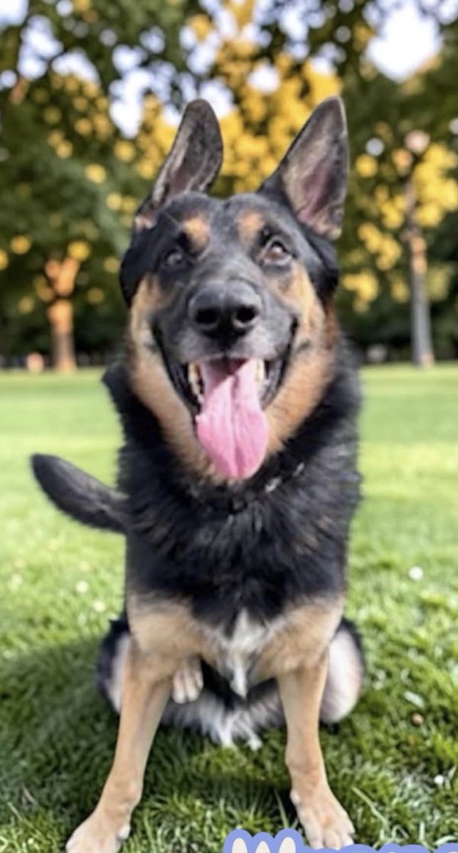KellyG581976179's tweet photo. 🆘GSD Wrangler and Rue have been extended 1 week by , Stanislaus Animal Services Agency, in Modesto, CA!    Kill date now Weds 10/28‼️

Rowdy has been extended until Friday 10/23 at 4:30pm.  She needs a Hospice Home so a Rescue can pull her ‼️💔

Will put their Notes in the Comments.

Please share Wrangler, Rue and Rowdy.  They will not be given further extensions.🙏

#Modesto #CA #Sacramento #Fresno  #SanJose #Tracy #Turlock #Stockton #Manteca #Oakland #Fremont #SanFrancisco #Lodi