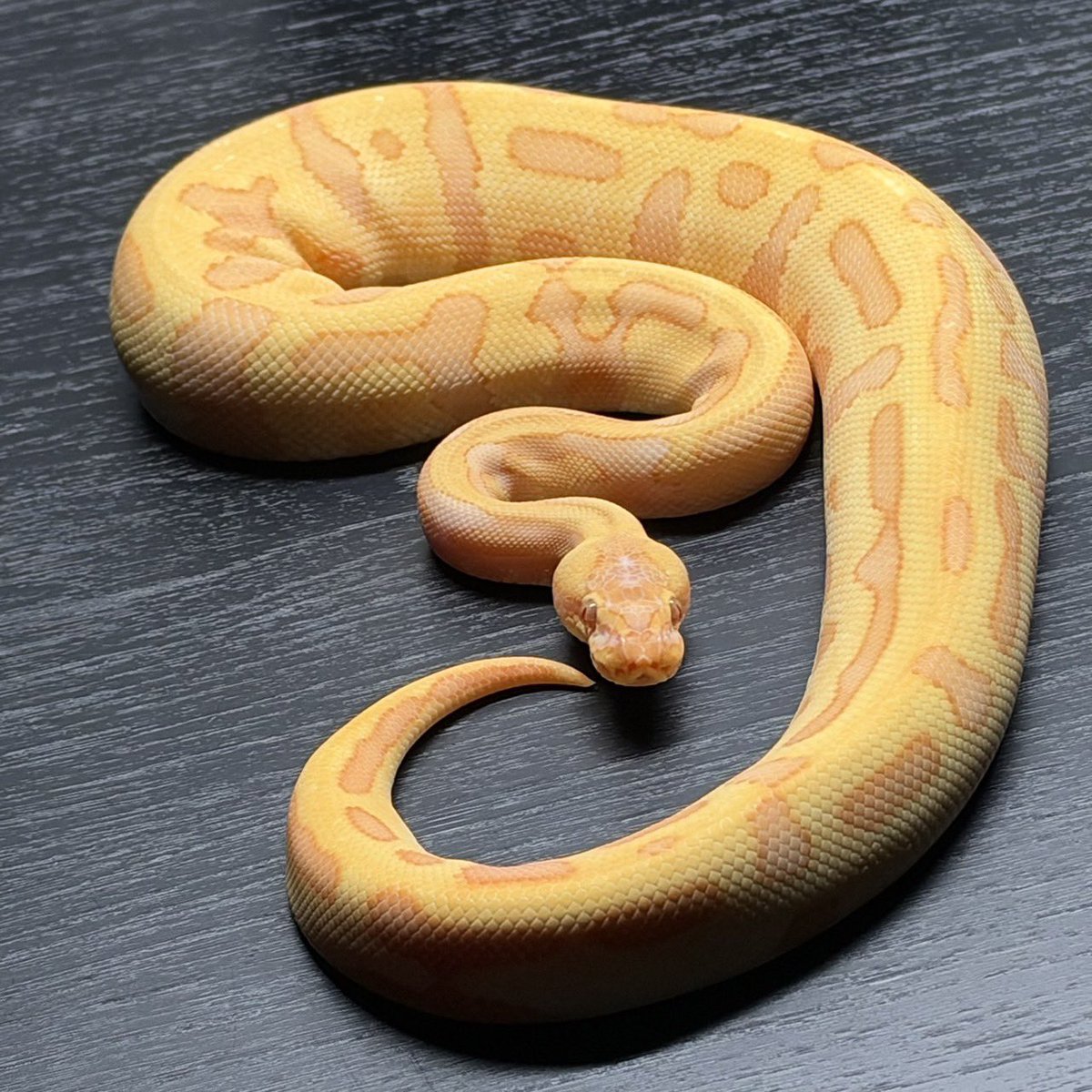 Dnasty0014Y3l's tweet photo. #SideBcollection
#YellowBenjamin
#BallPython
#ボールパイソン
#YB
1.0 Enchi YB Leopard Lavender het Clown Pied https://t.co/4nd7V3bqdu