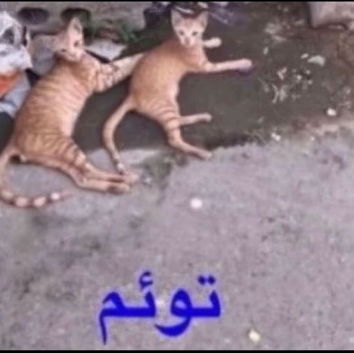 Lar3ql's tweet photo. @hsatw67 67 بعد من كلماتي المفضله ياايايايااياثاث كص https://t.co/X2jX079dAg