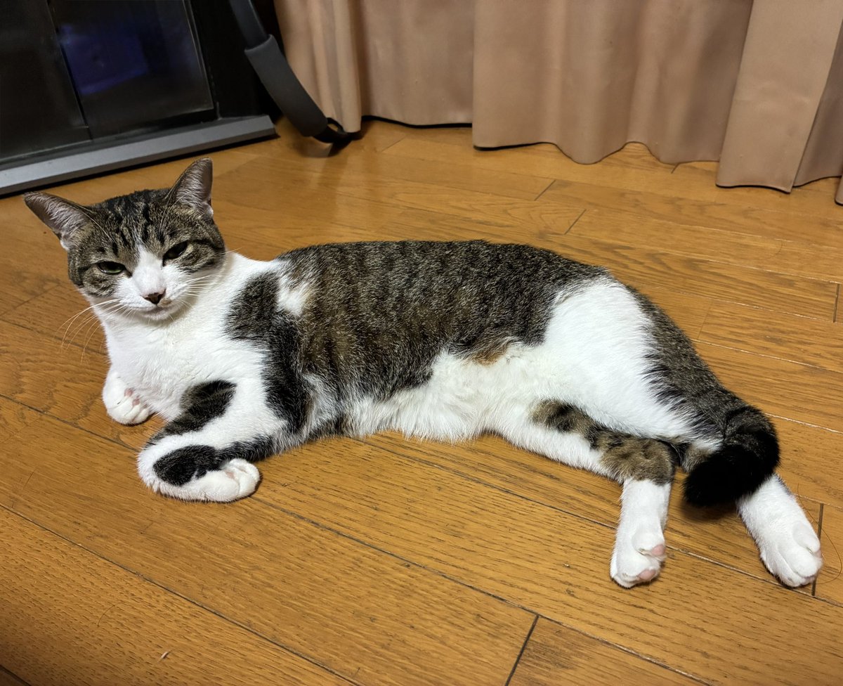 CZ34354's tweet photo. ずっと一緒に過ごしてたら転がり方も一緒 https://t.co/tuEtNPskNg