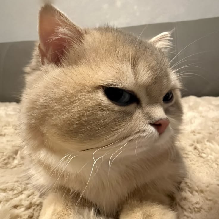 nekocatts tweet picture