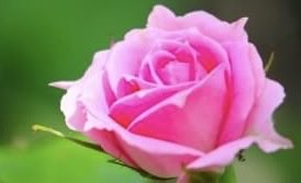 6WxVjkfC4Ea8TEC's tweet photo. ❤️‍🩹10月22日❤️‍🩹
おはようございます🤗
Happy Thursday 💫💕💫

【今日の一言】
たった一つの出逢いが人生を明るく照らすことがある、今日の出逢いがそんな光でありますように♪
🌸今日の誕生花🌸
♡ミニバラ
　特別な功績、果てしなき愛 https://t.co/MjmfSbYnsi